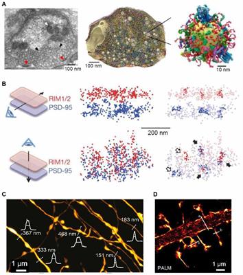 The Nanoworld of the Tripartite Synapse: Insights from Super-Resolution Microscopy